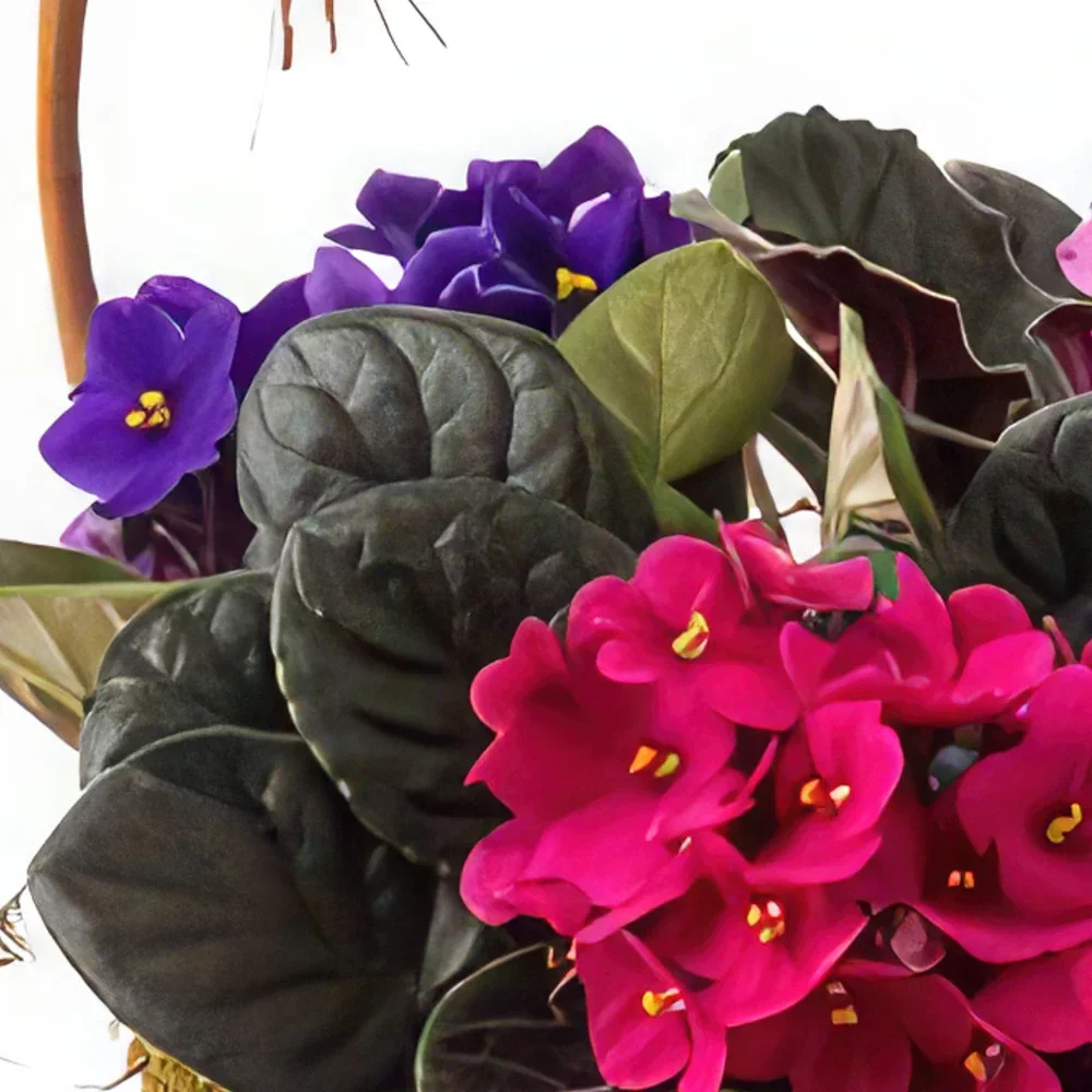 Belem bunga- Keranjang dengan 3 Violet dan Cokelat Rangkaian bunga karangan bunga
