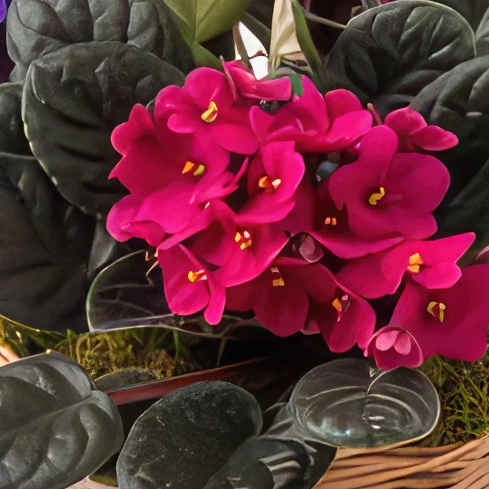 Belem bunga- Keranjang dengan 3 Violet dan Cokelat Rangkaian bunga karangan bunga