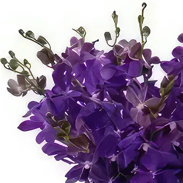 Pantoja blommor- Elegance B Bukett/blomsterarrangemang