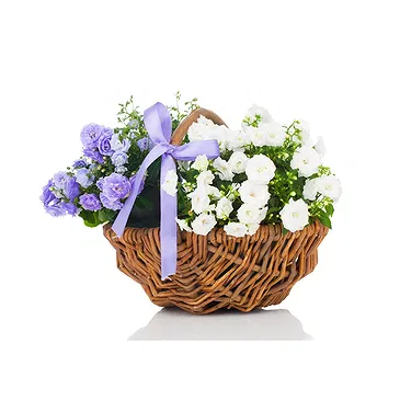 Vignone flowers  -  Basket of White and Blue Flowering Plants Flower Bouquet/Arrangement