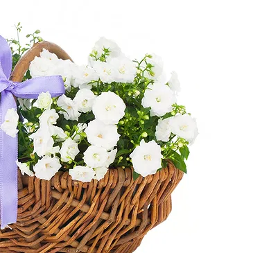 Vignone flowers  -  Basket of White and Blue Flowering Plants Flower Bouquet/Arrangement