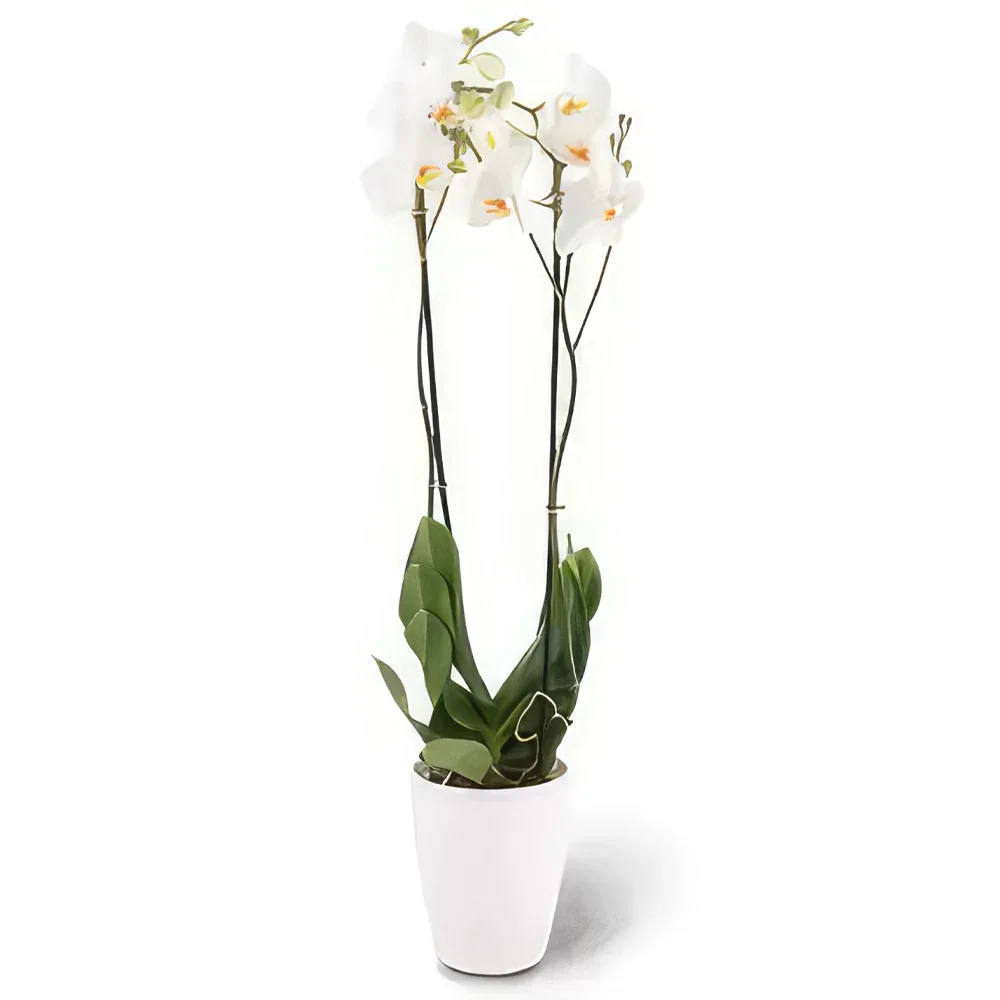 דורטמונד פרחים- אלגנטיות לבנה זר פרחים/סידור פרחים