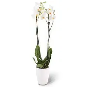 Germany online Florist - white elegance Bouquet