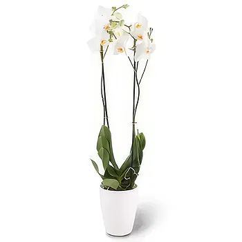 Germany flowers  -  white elegance Flower Delivery