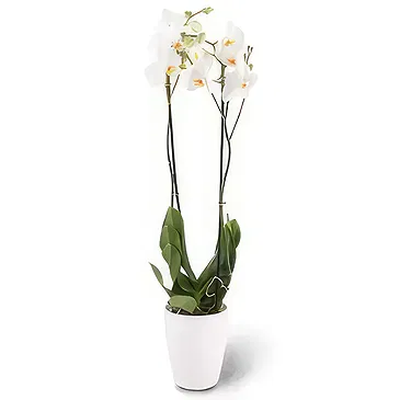 fleuriste fleurs de Berlin- élégance blanche Bouquet/Arrangement floral