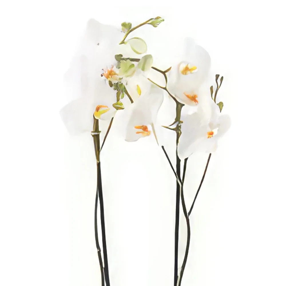 אסן פרחים- אלגנטיות לבנה זר פרחים/סידור פרחים