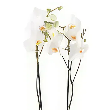 fleuriste fleurs de Berlin- élégance blanche Bouquet/Arrangement floral