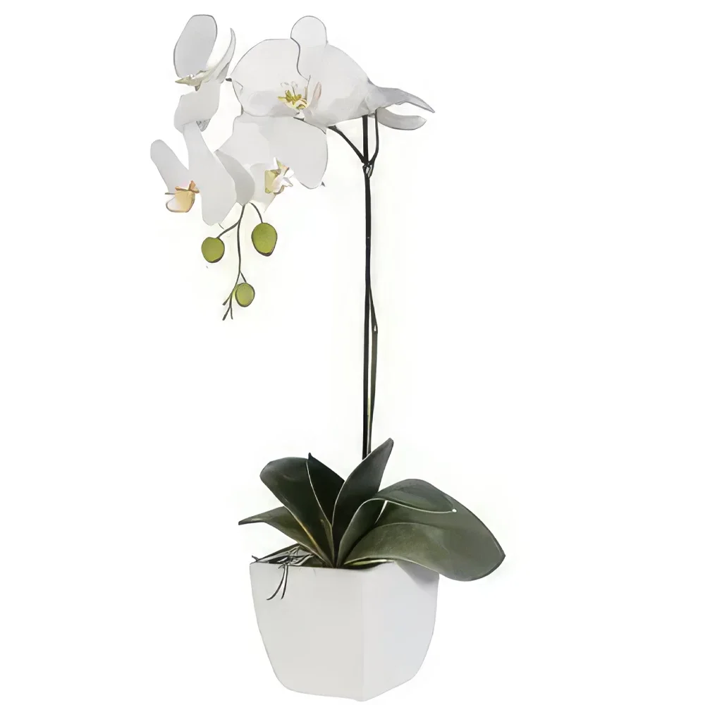 بائع زهور نابولي- أناقة اللون الأبيض باقة الزهور