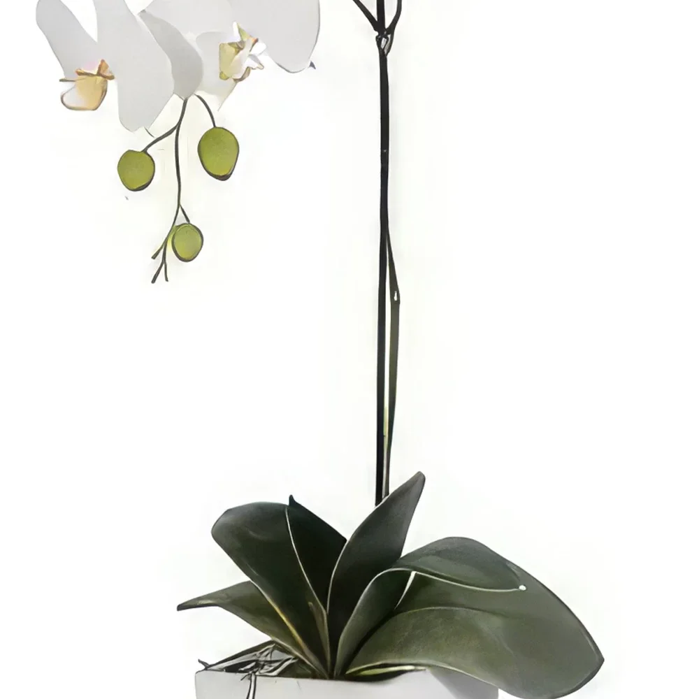 بائع زهور بورجو ماجوري- أناقة اللون الأبيض باقة الزهور