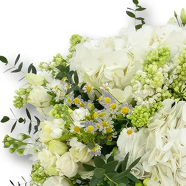 An-Najadah blomster- Hvit hortensia og freesiabukett Blomsterarrangementer bukett