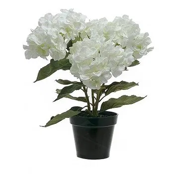 Vignone flowers  -  White hydrangea plant Flower Delivery