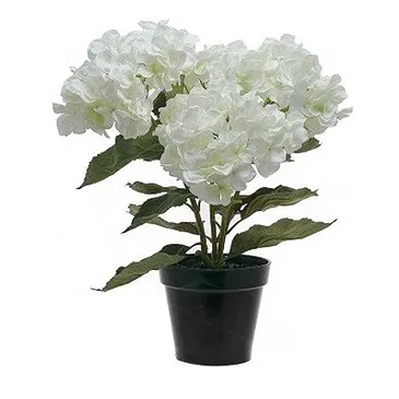 Vignone flowers  -  White hydrangea plant Flower Bouquet/Arrangement