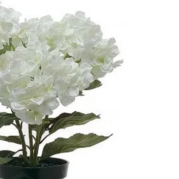 Vignone flowers  -  White hydrangea plant Flower Bouquet/Arrangement