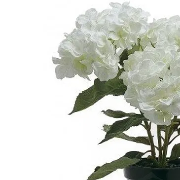Vignone flowers  -  White hydrangea plant Flower Bouquet/Arrangement