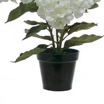 Vignone flowers  -  White hydrangea plant Flower Bouquet/Arrangement