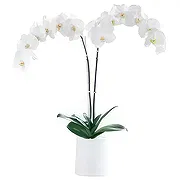 Velika Gorica online Florist - White Elegance Bouquet