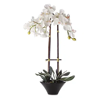 Vignone flowers  -  White Phalaenopsis Orchid Flower Delivery