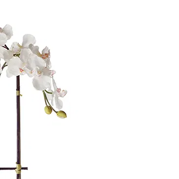 Vignone flowers  -  White Phalaenopsis Orchid Flower Bouquet/Arrangement