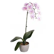 Italy online Florist - Gradient white orchid plant Bouquet