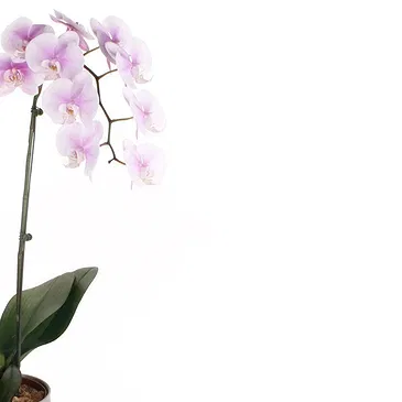 Vignone flowers  -  Gradient white orchid plant Flower Bouquet/Arrangement