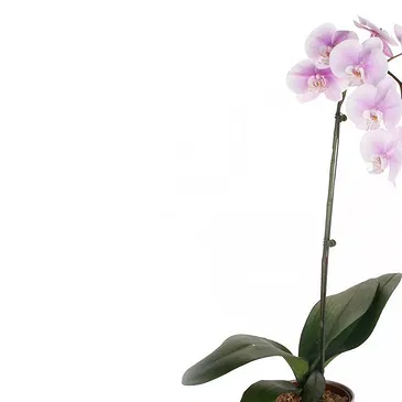 Vignone flowers  -  Gradient white orchid plant Flower Bouquet/Arrangement
