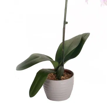 Vignone flowers  -  Gradient white orchid plant Flower Bouquet/Arrangement