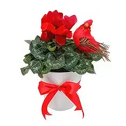 Adma online Florist - Cyclamen Pot Bouquet