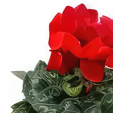 Adma flowers  -  Cyclamen Pot Flower Bouquet/Arrangement