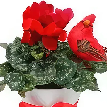 Adma flowers  -  Cyclamen Pot Flower Bouquet/Arrangement