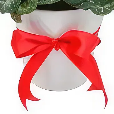 Adma flowers  -  Cyclamen Pot Flower Bouquet/Arrangement
