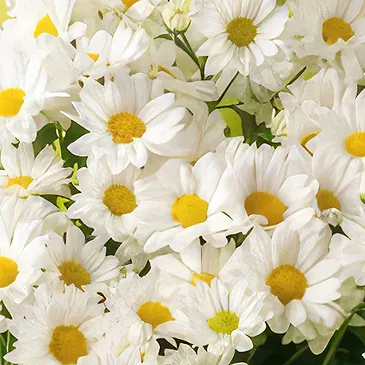 Brasilien Blumen Florist- Vase von Gänseblümchen für Geschenk und Schok Bouquet/Blumenschmuck
