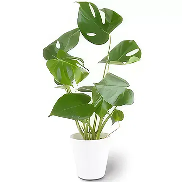Berlin flowers  -  Window Leaf Flower Bouquet/Arrangement