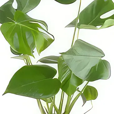 Berlin flowers  -  Window Leaf Flower Bouquet/Arrangement