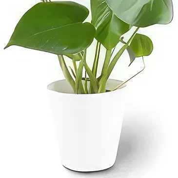 Berlin flowers  -  Window Leaf Flower Bouquet/Arrangement