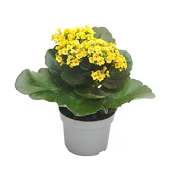 San Marino flowers  -  Composition of yellow Kalanchoe Flower Delivery