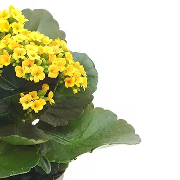 Italy flowers  -  Composition of yellow Kalanchoe Flower Bouquet/Arrangement