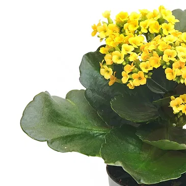 Italy flowers  -  Composition of yellow Kalanchoe Flower Bouquet/Arrangement