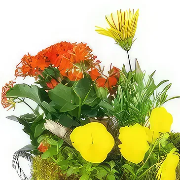Le Precheur flowers  -  Yellow & Orange Primula Plant Cup Flower Bouquet/Arrangement