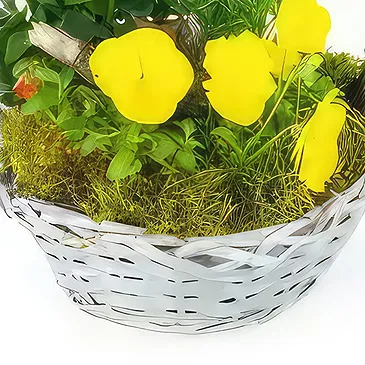 Le Precheur flowers  -  Yellow & Orange Primula Plant Cup Flower Bouquet/Arrangement