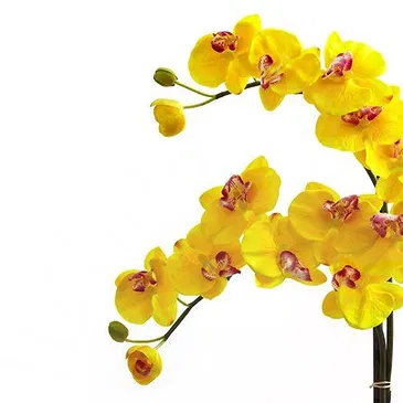 Vignone flowers  -  Yellow phalaenospys plant Flower Bouquet/Arrangement