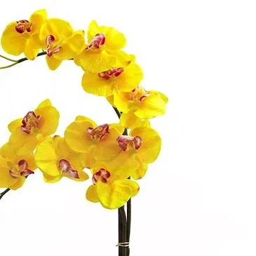 Vignone flowers  -  Yellow phalaenospys plant Flower Bouquet/Arrangement