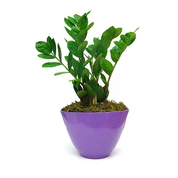 Vignone flowers  -  Zamia Plant Flower Bouquet/Arrangement