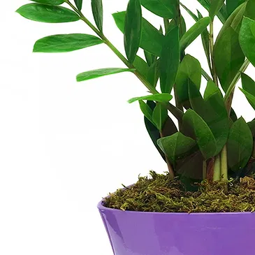 Vignone flowers  -  Zamia Plant Flower Bouquet/Arrangement