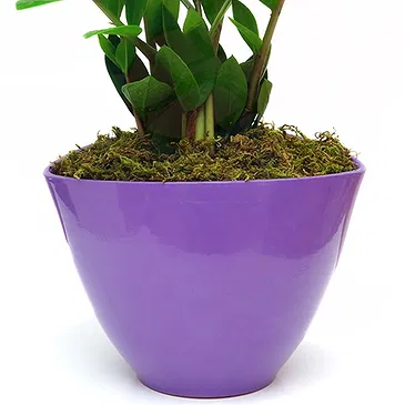 Vignone flowers  -  Zamia Plant Flower Bouquet/Arrangement