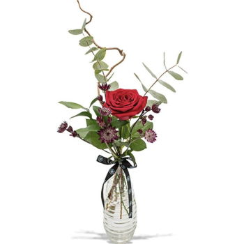 Είδος σκωτσέζικου τερριέ λουλούδια- Solo κομψό τριαντάφυλλο
