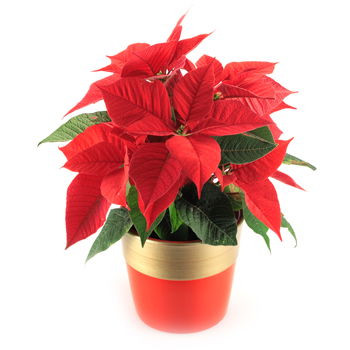 USA, United States flowers  -  Poinsettia Plant Baskets Delivery