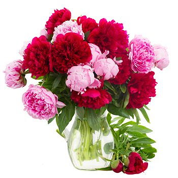 Caicara de Maturin flowers  -  Blushing Beauty Flower Delivery