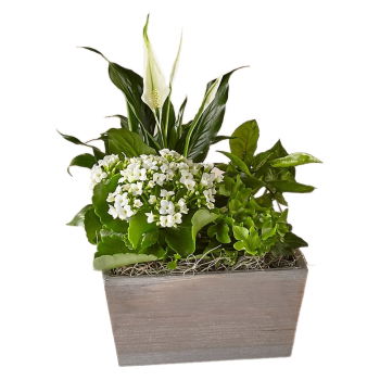 Jamaica, United States flowers  -  Serene White Garden Baskets Delivery