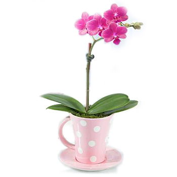 Jamaica, United States flowers  -  A Cup Of Orchid Baskets Delivery