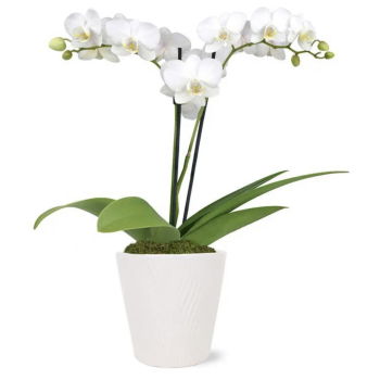 USA, United States flowers  -  Pick Me Up Orchid Baskets Delivery